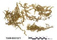 藏品(平苔屬)的圖片